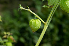 Physalis ampla