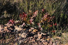 Protea amplexicaulis