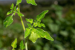 Physalis ampla
