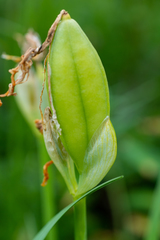 Iris bloudowii
