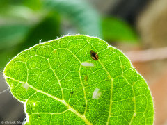 Scymnobius galapagoensis