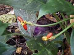 Aglaonema commutatum