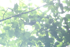 Cyanocompsa parellina