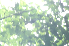 Cyanocompsa parellina