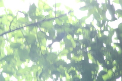 Cyanocompsa parellina