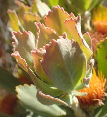Leucospermum mundii