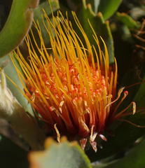 Leucospermum mundii
