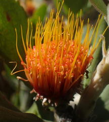 Leucospermum mundii