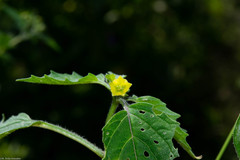 Physalis lagascae