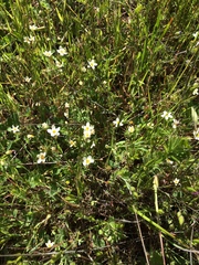 Leptosiphon parviflorus