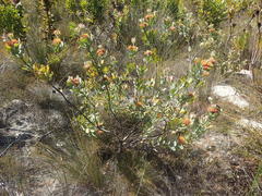 Leucospermum mundii