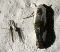 Acontia margaritata