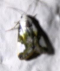 Acontia margaritata
