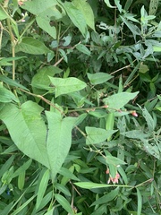 Persicaria arifolia