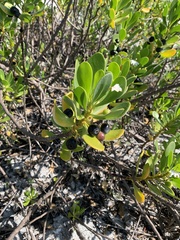 Scaevola plumieri