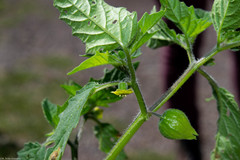 Physalis lagascae