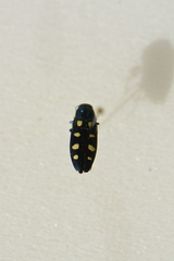 Buprestis octoguttata