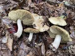 Tricholoma palustre
