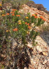 Leucospermum erubescens