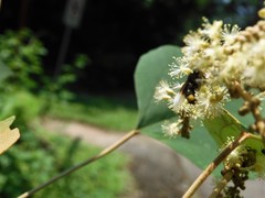 Homotrigona apicalis