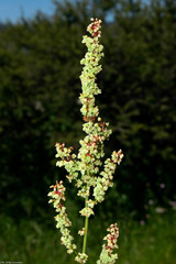 Rumex mexicanus