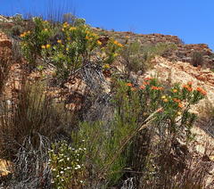 Leucospermum erubescens