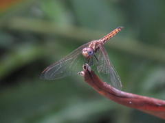 Trithemis annulata annulata