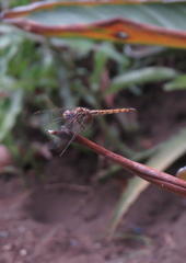 Trithemis annulata annulata