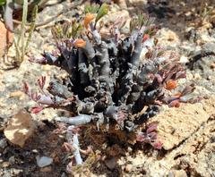 Pelargonium karooicum