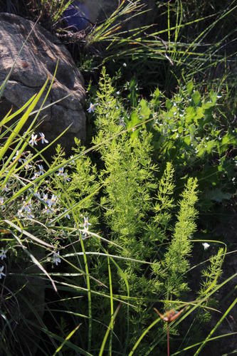 Fine Asparagus (Asparagus filicladus)