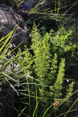 Asparagus filicladus