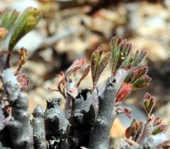 Pelargonium karooicum