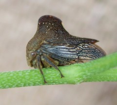 Telamona monticola
