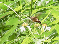 Macroglossum divergens