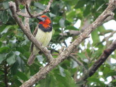 Lybius torquatus torquatus