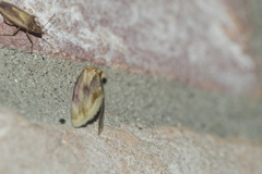 Chamaeclea basiochrea