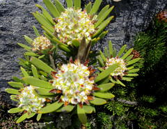 Leucadendron dregei