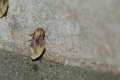 Chamaeclea basiochrea