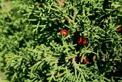 Juniperus phoenicea