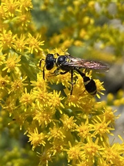 Trachypus mexicanus