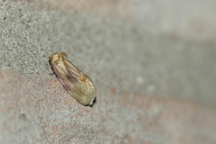 Chamaeclea basiochrea