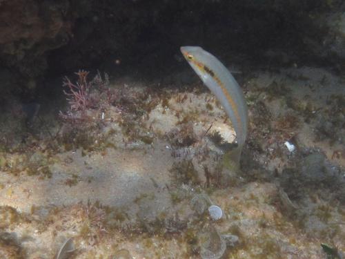 Halichoeres scapularis