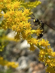 Trachypus mexicanus