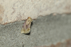 Chamaeclea basiochrea