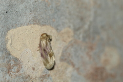 Chamaeclea basiochrea