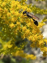 Trachypus mexicanus