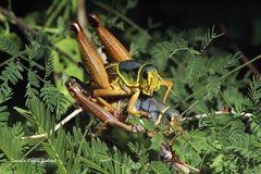 Brachystola behrensii