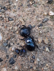 Anoplotrupes stercorosus