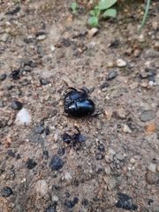 Anoplotrupes stercorosus