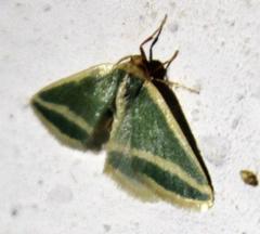 Mixocera frustratoria